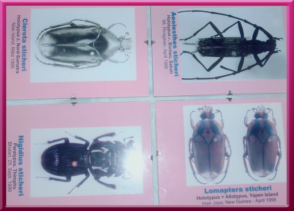 Vom Tierprparator entdeckte und nach ihm benannte Insekten